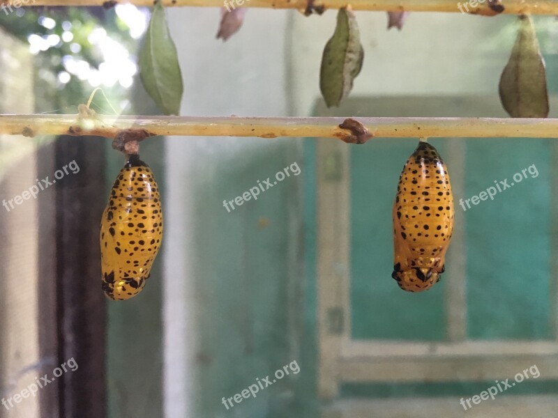 Larva Butterfly Nature Wildlife Biology