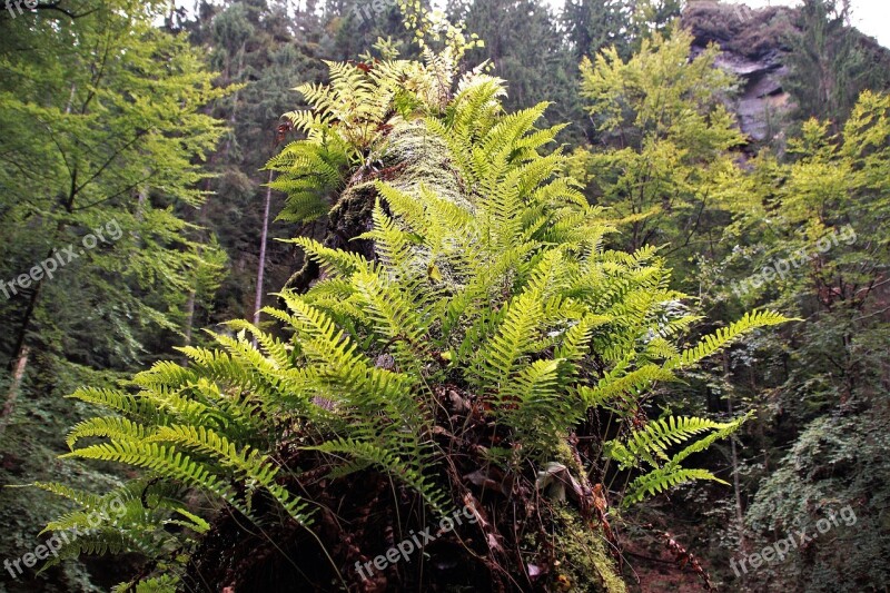 Bracken Ferns Nature Forest Covered Tree