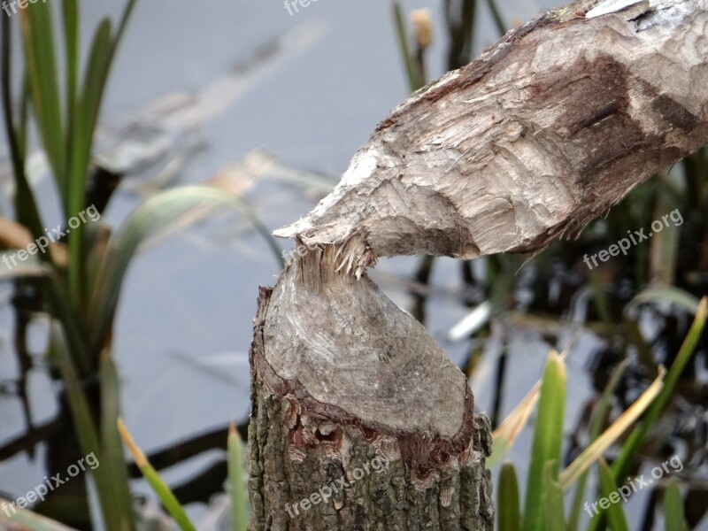 Beavers Work Tree Occlusion Beavers Tama