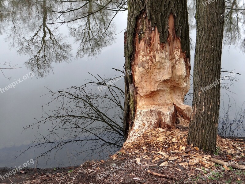 Beavers Work Tree Occlusion Beavers Tama