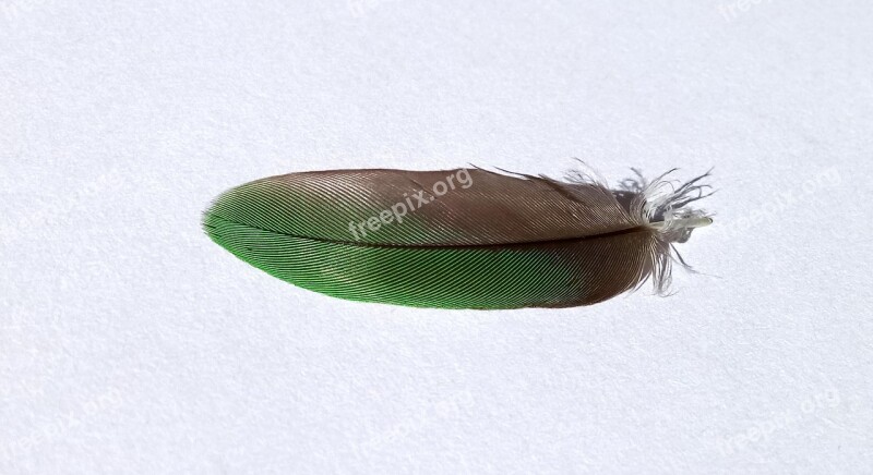 Bird Feather Green Nature Rainbow Lorikeet Fauna