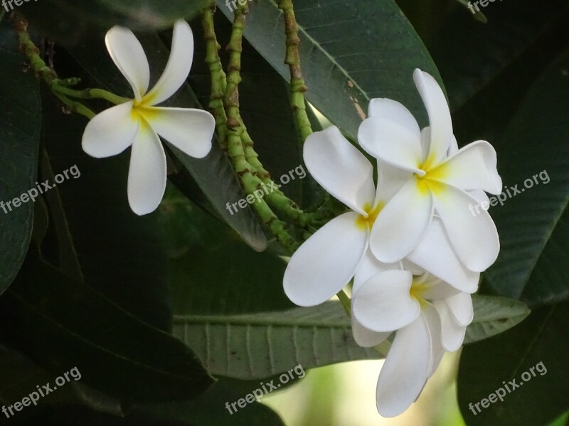 Flowers Beautiful Tree Nature Beauty