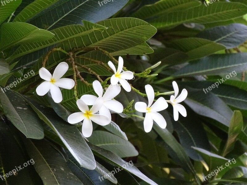 Flowers Beautiful Tree Nature Beauty