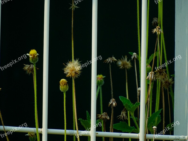 Shadow Plant Nature Green Vegetable