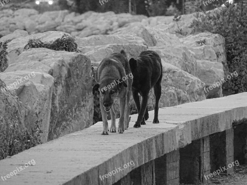 Animals Dogs Patrol Black White Photo Free Photos