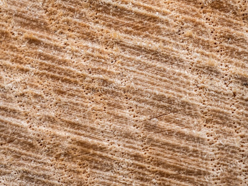 Wood Section Rauh Surface Close Up