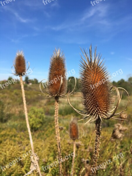 Teasel Fall Blue Sky Thistle Autumn