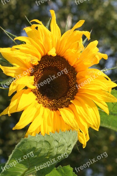 Sunflower Flowers Yellow Flowers Flower Bright Colors