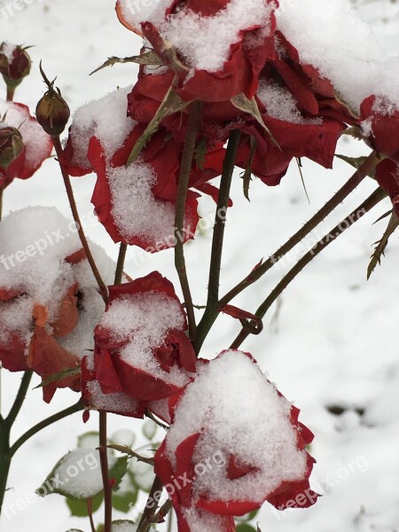 Snow Roses Sadness Nature Weather