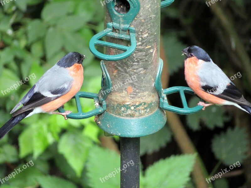 Bird Bullfinch Wild Animal Nature