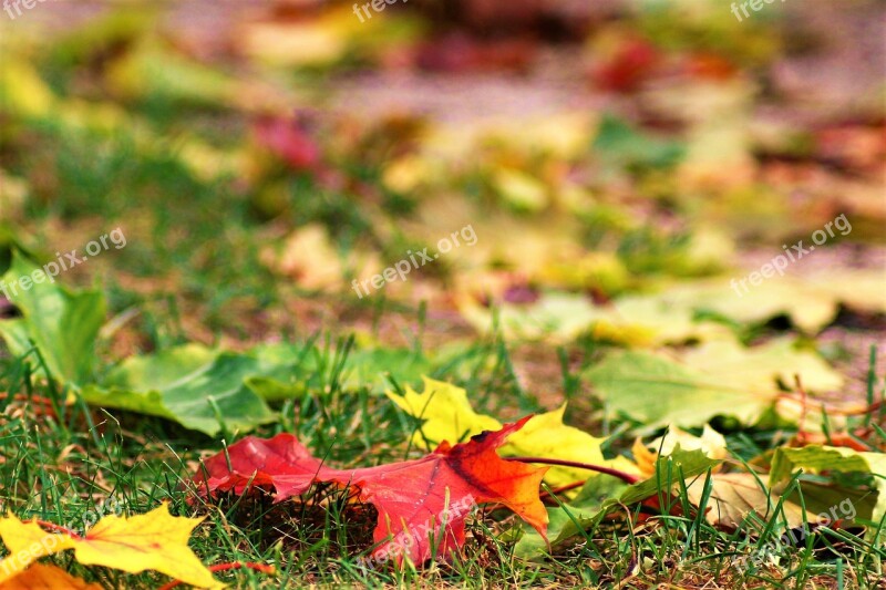 Autumn Leaf Grass Colorful Leaves