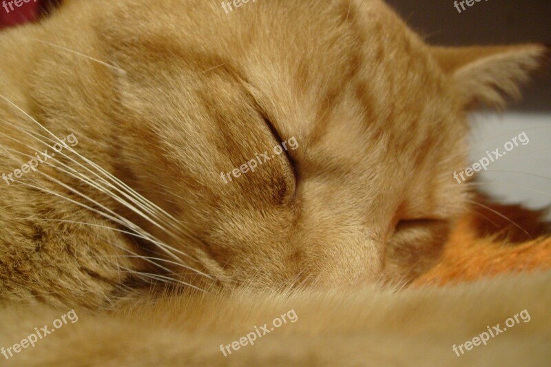 Domestic Cat Mustache Animals Sleepy Cat Fur