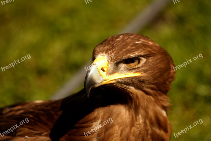 Adler Eagle Raptor Bird Bird Of Prey Waiting