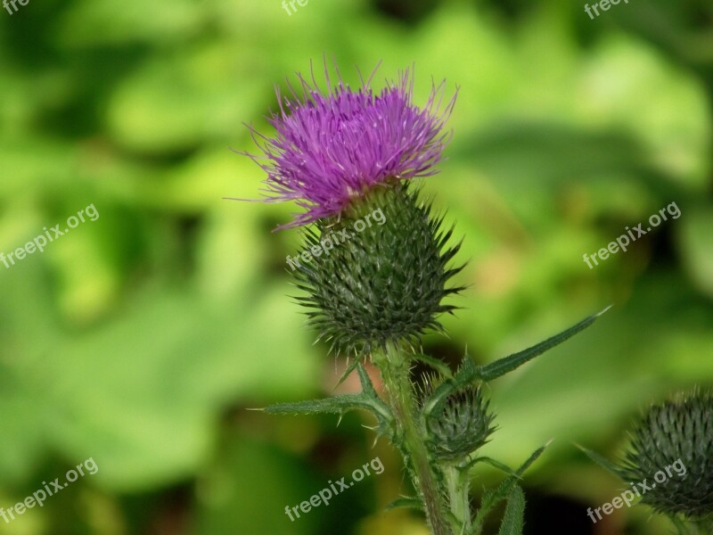 Nature Wild Flower Plant Field Plant Purple