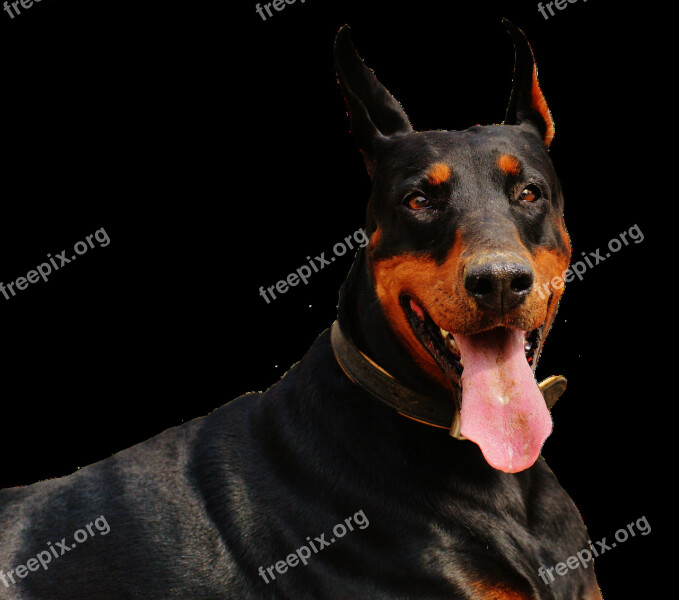 Doberman Dog Animal World Animal Pet