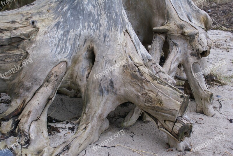 Wood Root Cliff Beach Steep Slope Sea