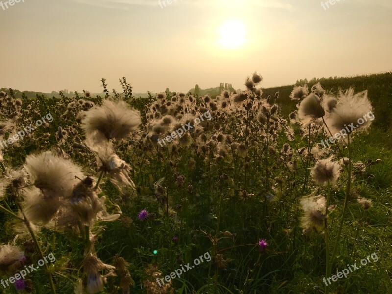 Sunset Field Dim Autumn Twilight