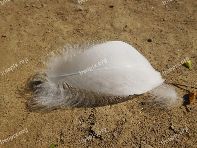 Feather Wing And Nature White