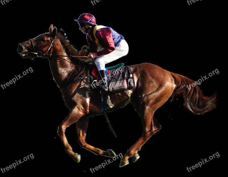 Animal Horse Racing Jockey Free Photos