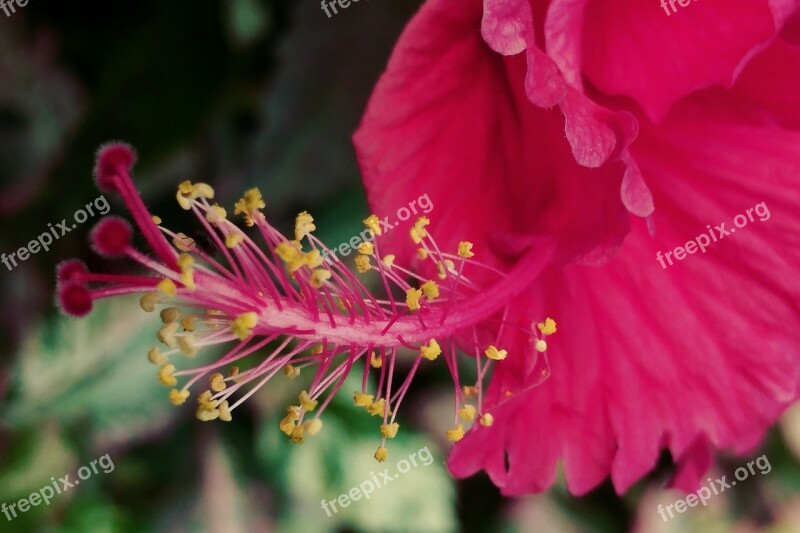 Red Hibiscus Pistil Flower Macro Nature