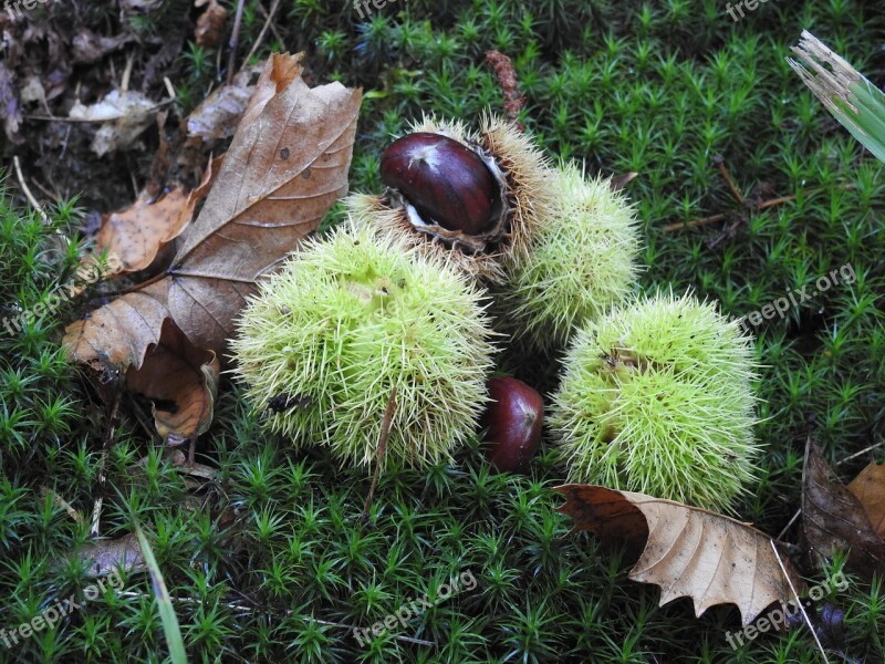 Sweet Chestnuts Leaves Autumn Fall Foliage Free Photos