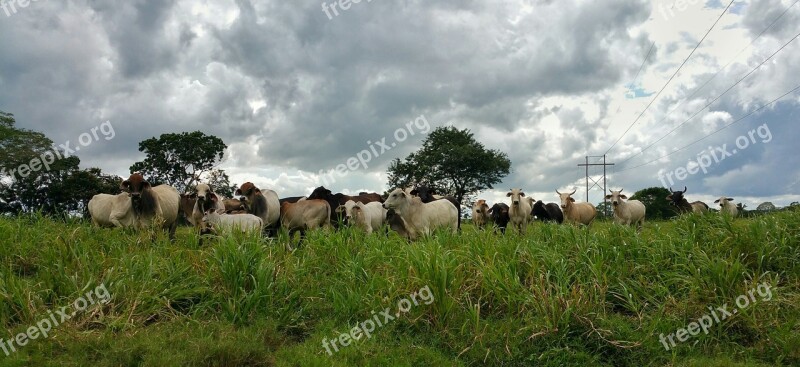 Cattle Farm Animals Horns Grass Tree's