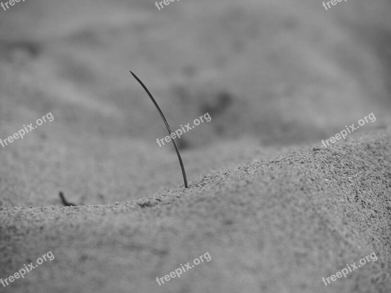 Sand Sea Beach Dunes Macro