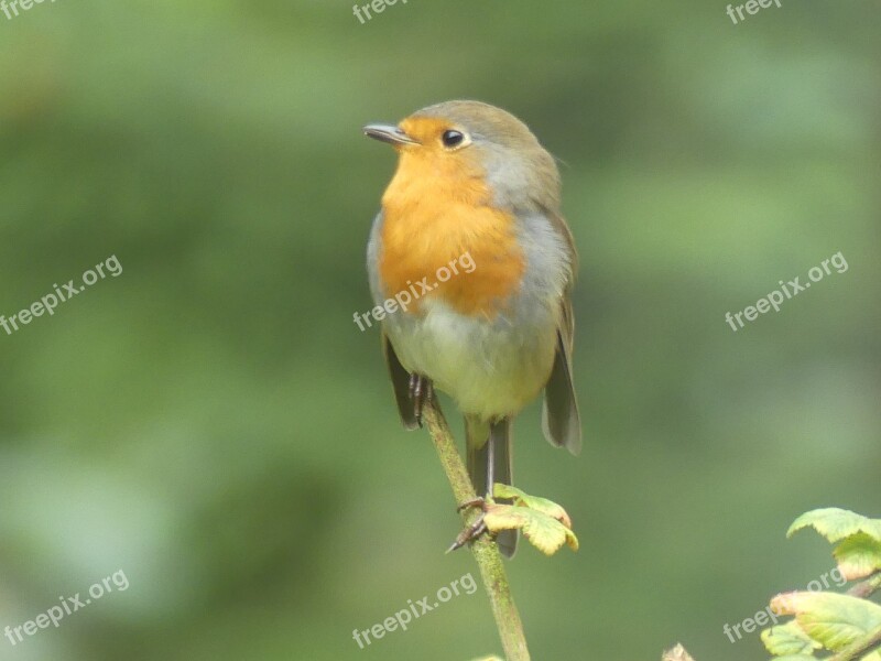 Robin Bird Forest Free Photos