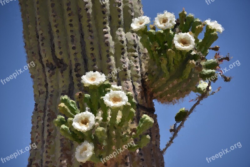 Cactus Impressionist Painting Desert Flowers