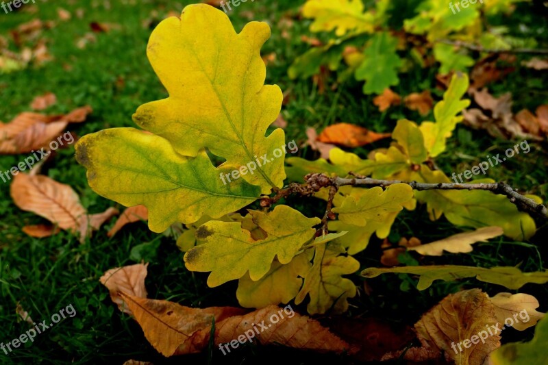 Autumn Autumn Leaf Leaf Leaves Fall Color