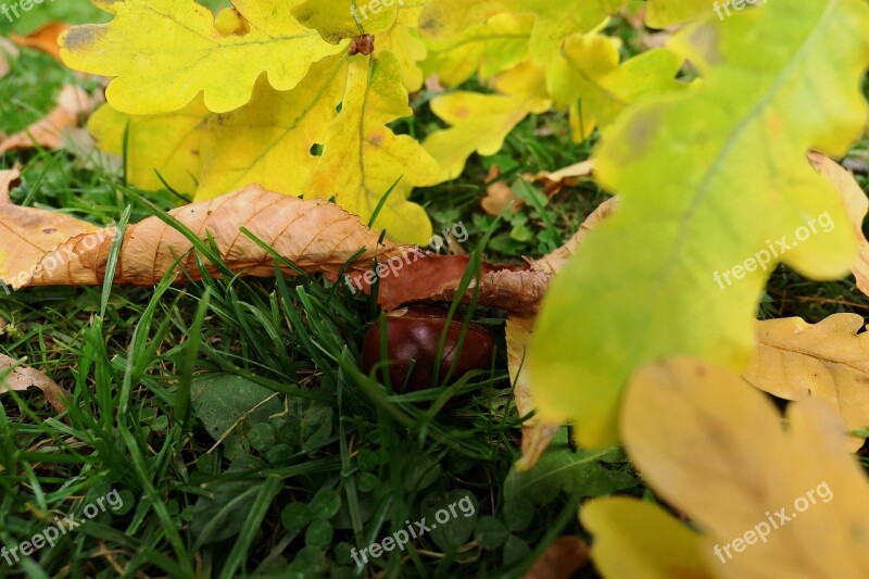 Autumn Autumn Leaf Leaf Leaves Fall Color