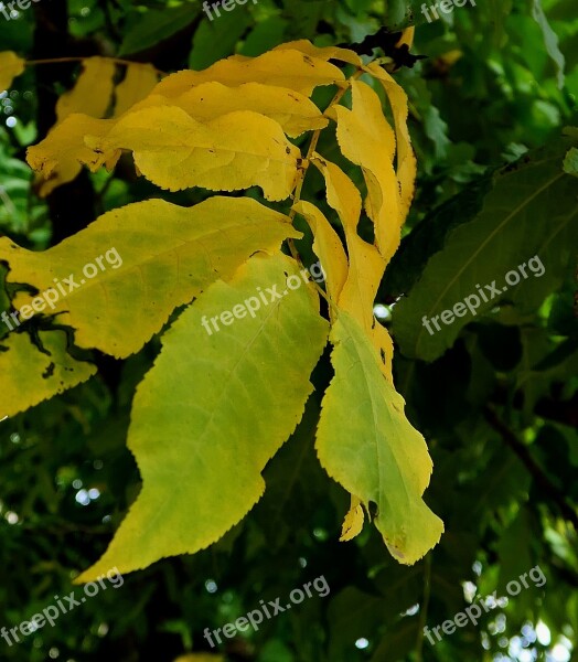 Autumn Autumn Leaf Leaf Leaves Fall Color