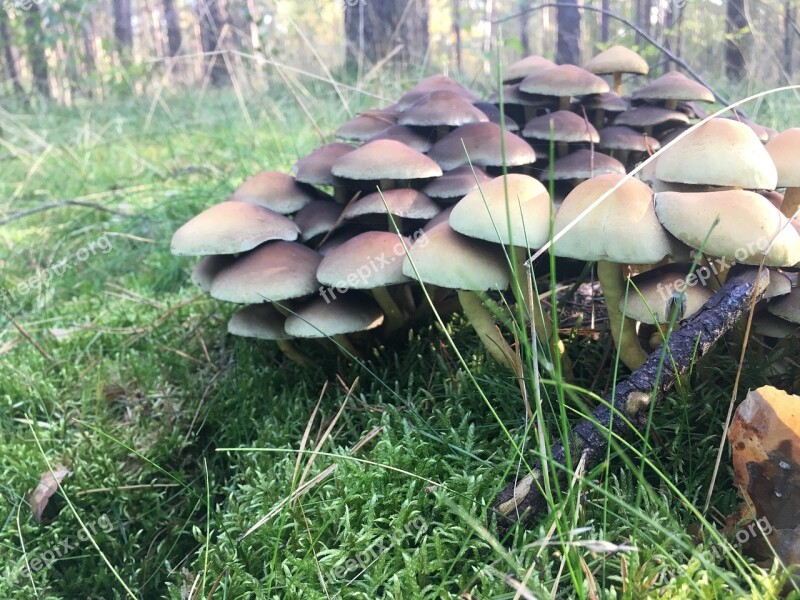 Mushroom Mushrooms Trujace Forest Autumn