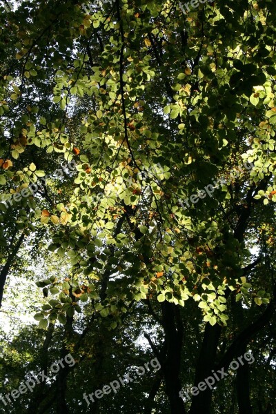 Leaves Deciduous Tree Autumn Nature Green