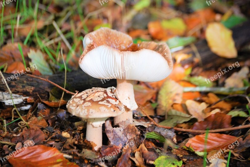 Autumn Mushrooms Forests Free Photos