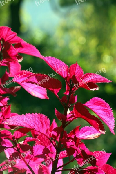 Autumn Flowers Pink Petal Landscape