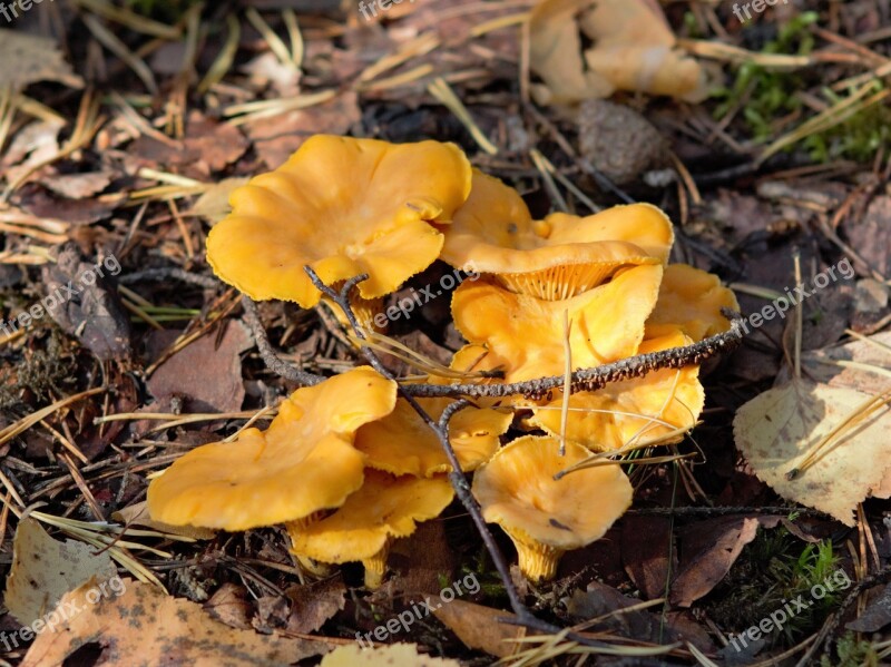 Chanterelle Autumn Harvest The Yellow Chanterelle Food Good Nature