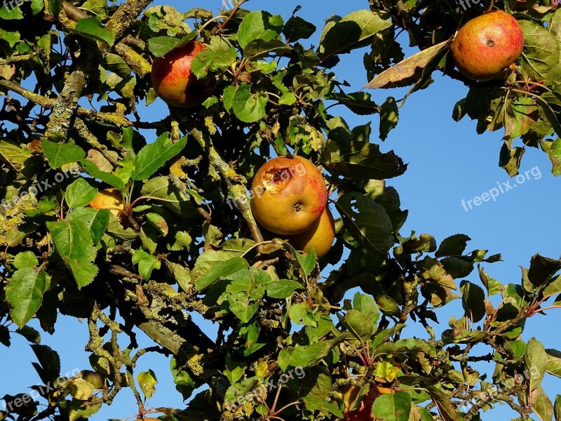 Apple Tree Apple Wasp Insect Fruit