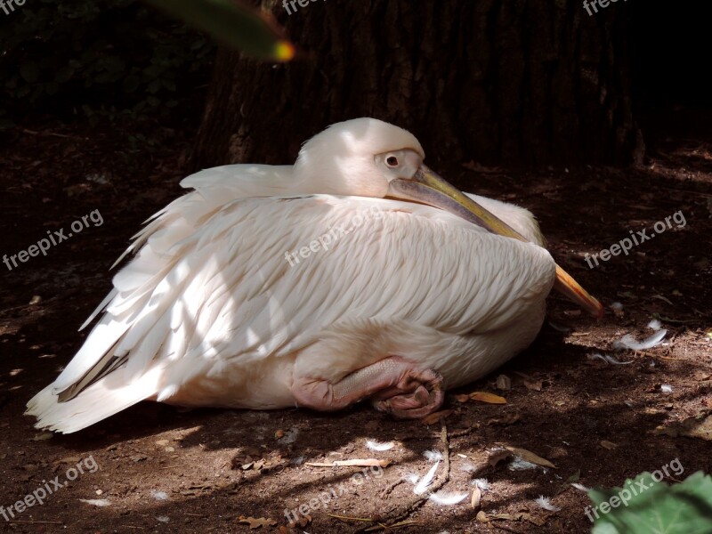 Pelikan White Pelican Pelecaniformes Water Bird Heraldic Animal