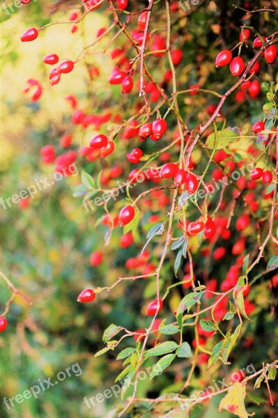 Autumn Rose Hip Light Red Autumn Fruits