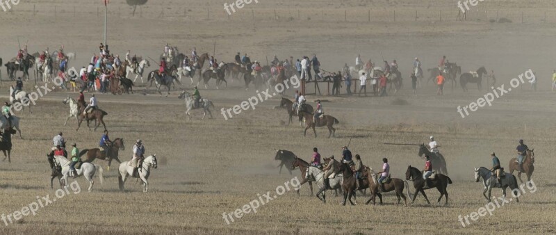 Bulls Horses Running Of The Bulls Spain Rider