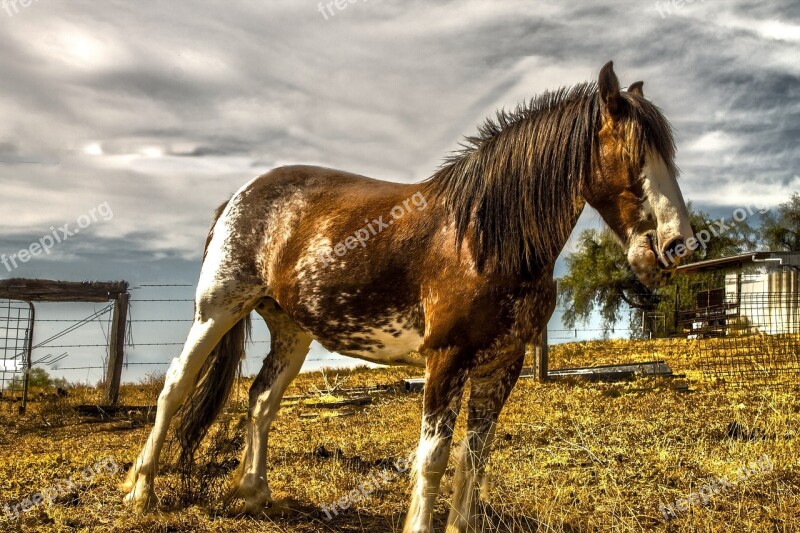 Horse Farm Animal Brumbie Hoof