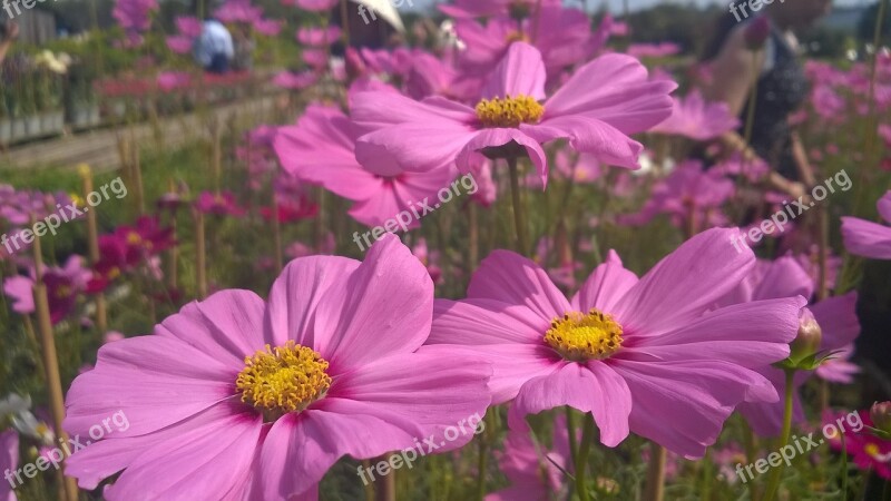 Purple Daisies Violet Flower Blooming Beautiful Flowers