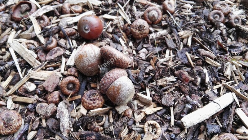 Acorns Forest Floor Autumn Brown Free Photos