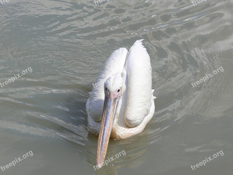 Pelican Birds Bird Nature Animal