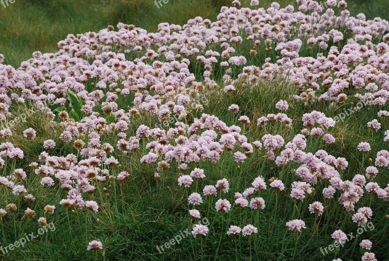 Pink Flowers Pink Flower Spring Coastal Costa