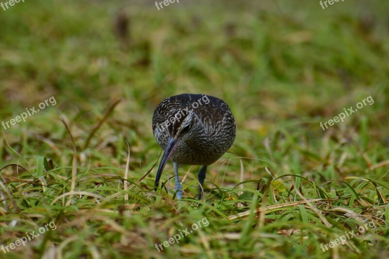 Animal Sea Beach Grass Green