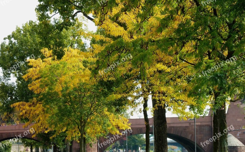 Autumn Autumn Leaf Leaf Leaves Fall Color