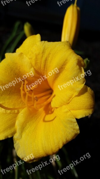 Day Lily Yellow Flower Landscaping Plant Yellow Gardening