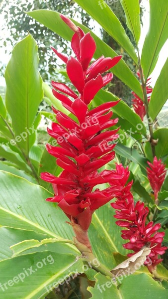 Nature Heliconia Exotic Flower Free Photos